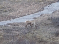 Caribou - Denali NP