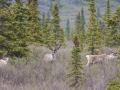 Caribou - Denali NP