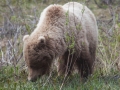 Female Grizzly - Denali NP