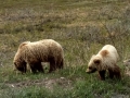 Female Grizzly and 2nd Year Cub - Denali NP