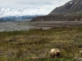 Grizzly Bears & Vista - Denali NP