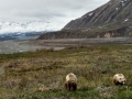 Grizzly Bears & Vista - Denali NP