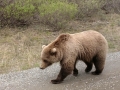 Grizzly Bear - Denali NP
