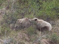 Siesta Time for Mama Grizzly and 2nd Year Cub - Denali NP