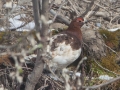 Male Willow Ptarmigan - Denali NP