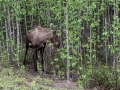 Moose and Calf