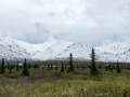 Denali NP Vista