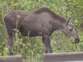 Yearling Moose - Denali NP