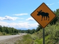Parks Highway - _Moose Crossing