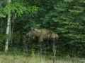 Roadside Moose - Fairbanks, Alaska