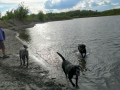 Doggie play-date at the Tanana River - Fairbanks, Alaska