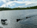 Doggie play-date at the Tanana River - Fairbanks, Alaska