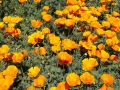 California Poppies Along the Roadside