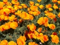 California Poppies Along the Roadside