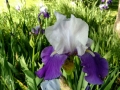 Iris in Bloom at the River Reflections RV Park, Oroville, California