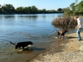 Kim Playing with Jasmine & Pepper in the Feather River at the River Reflections RV Park, Oroville, California