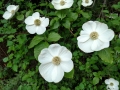 Flowering tree at the Lynden KOA, Lynden Washington