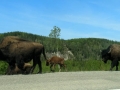 Bison, ALCAN Highway, near Muncho Lake, BC