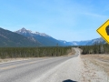 Bison Crossing, ALCAN Highway, near Muncho Lake, BC