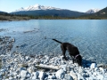 Pepper at Muncho Lake - Muncho Lake Provincial Park, BC