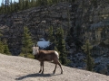 Bighorn Sheep - Stone Mountain Provincial Park, BC