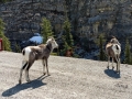 Bighorn Sheep - Stone Mountain Provincial Park, BC