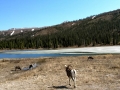 Bighorn Sheep - Stone Mountain Provincial Park, BC