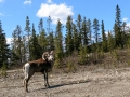 Bighorn Sheep - Stone Mountain Provincial Park, BC