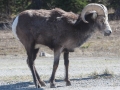 Bighorn Sheep - Stone Mountain Provincial Park, BC