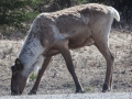 Caribou  - Stone Mountain Provincial Park, BC