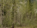 Moose - Stone Mountain Provincial Park, BC