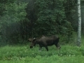 Roadside Moose