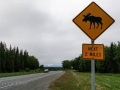 Moose Crossing