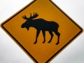 Moose Crossing