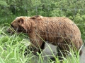 AWCC - Brown Bear