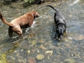 Jasmine & Pepper playing in Stream in the Sawtooths