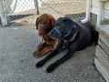 EBR-1 - Pups Patiently Waiting (surprisingly, pets were allowed into the EBR-1 museum)