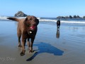 Bandon Beach - Happy pups at play