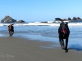 Bandon Beach - Happy pups at play