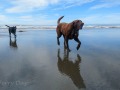 Bandon Beach - Happy pups at play