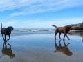 Bandon Beach - Happy pups at play