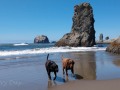 Bandon Beach - Happy pups at play