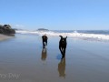 Bandon Beach - Happy pups at play