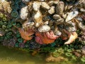 Bandon Beach - Tide pool starfish