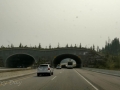 Banff NP - Trans-Canada Highway Wildlife Corridor Overpass
