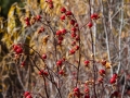 Rose Hips at Aspendale, CA