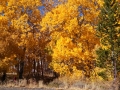 Colorful aspen at Aspendale, CA