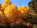 Colorful aspen at Aspendale, CA