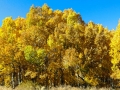 Colorful aspen at Aspendale, CA