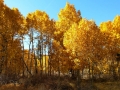 Colorful aspen at Aspendale, CA